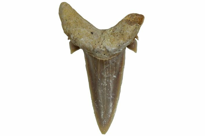 Mackerel Shark (Cretolamna) Tooth - Dakhla, Morocco #225270